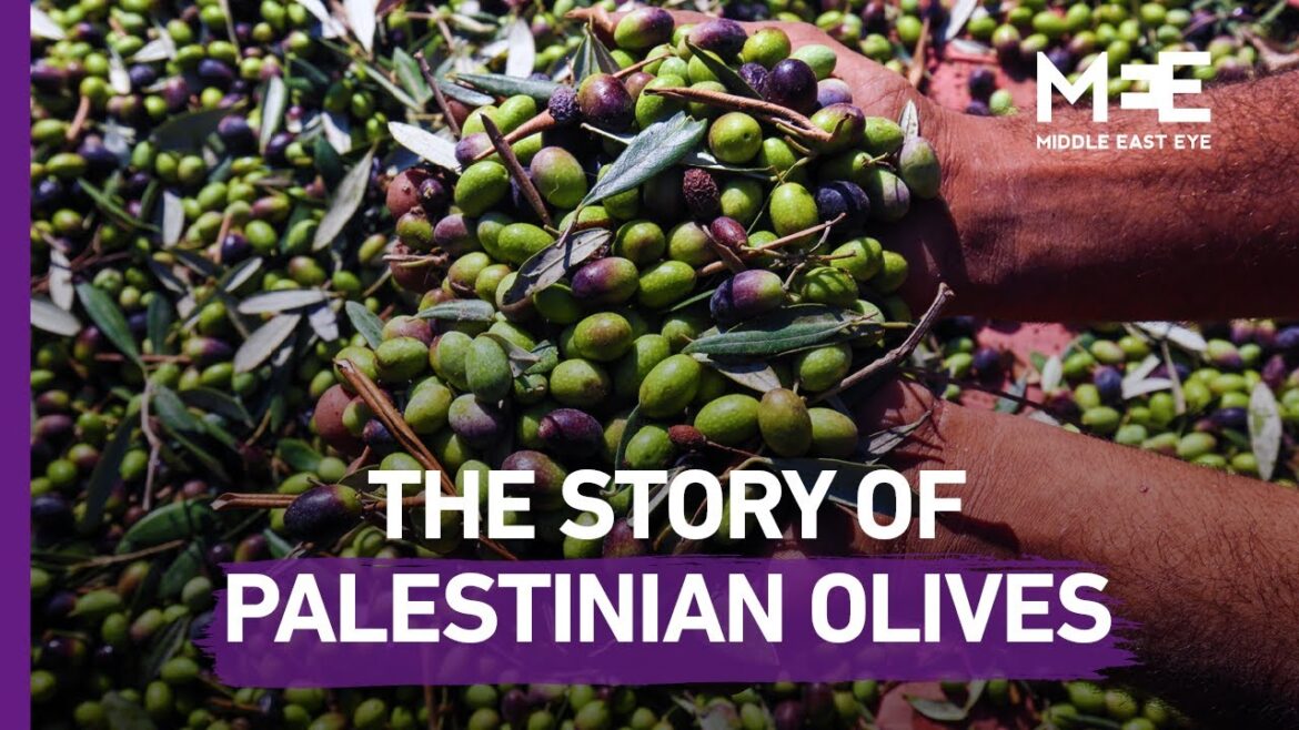 When I was young, I never really understood my parents insistence to only use olive oil imported from Palestine – Sharmine Narwani