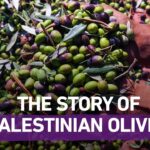 Olive oil the story of Palestinian identity